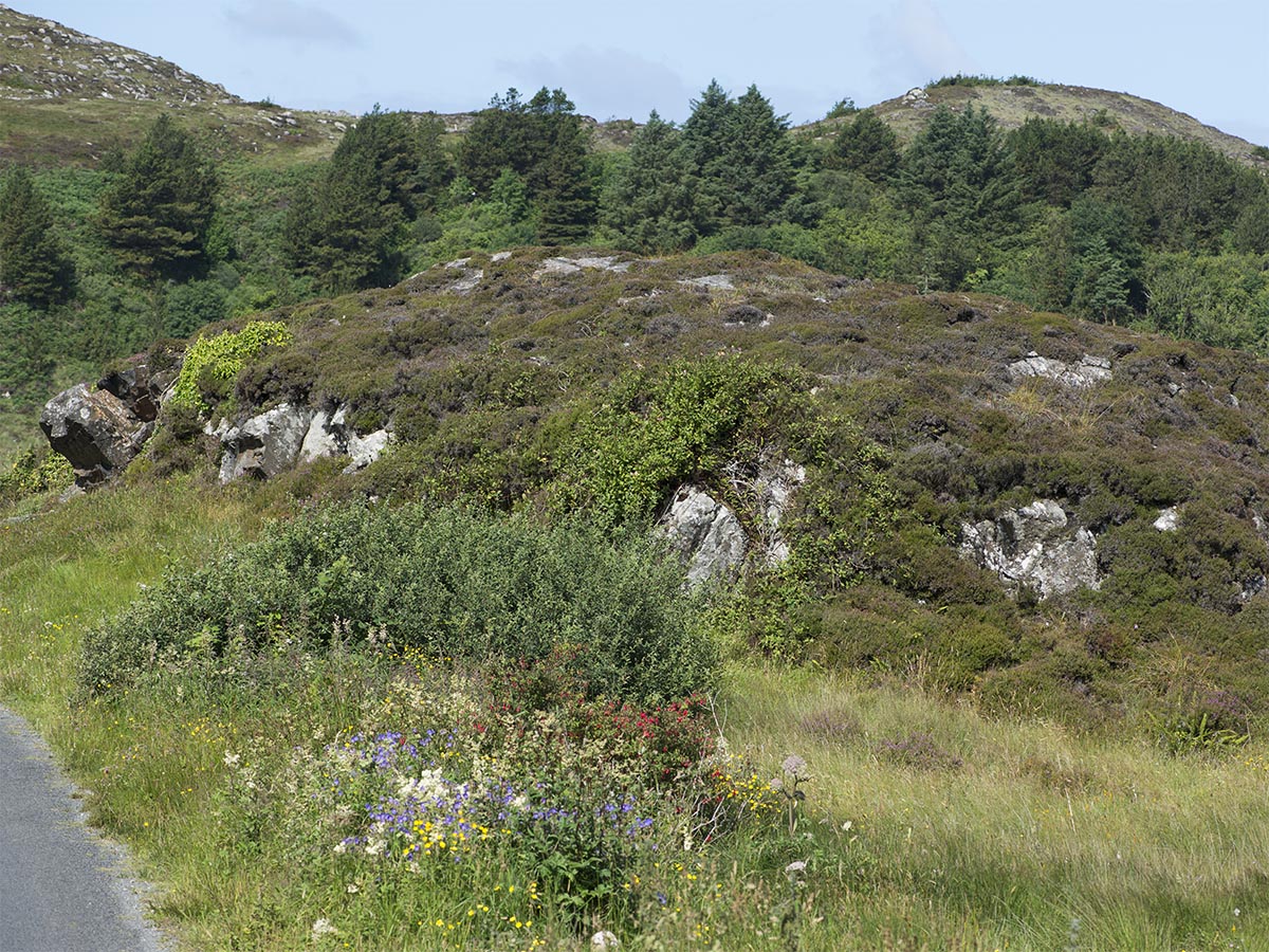 Vegetation
